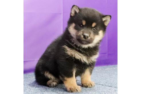 成約済の愛知県の柴犬-368540の4枚目